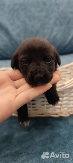 Щенки в добрые руки