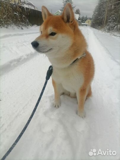 Вязка сиба ину