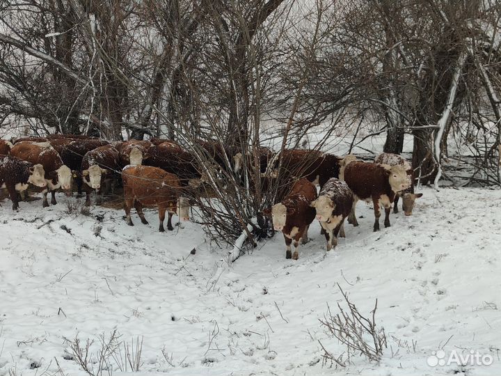 Телки герефорд