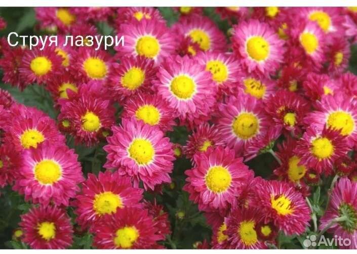 Корни хризантемы