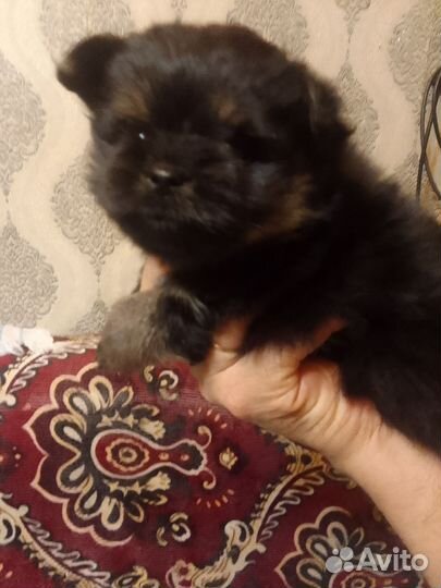 Щенки шпица