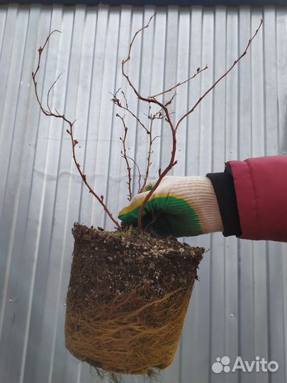 Спирея японская Макрофилла