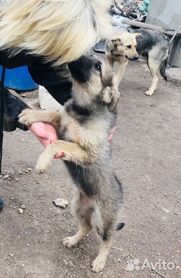 Собака щенки разные
