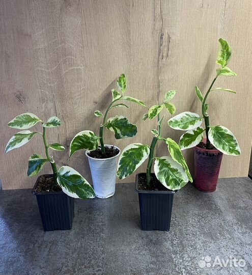 Педилантус