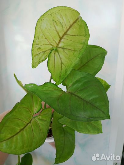 Сингониум 5