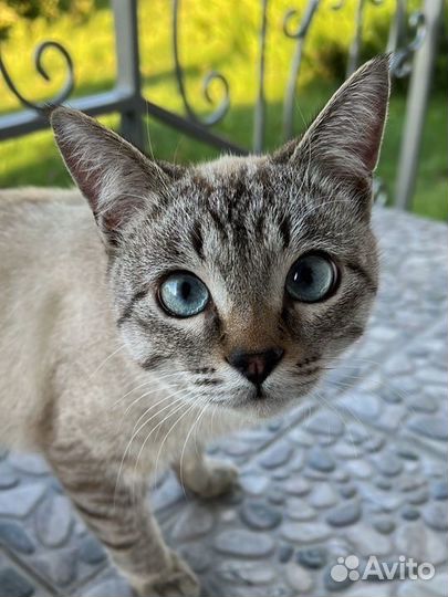 Отдам кота в добрые руки