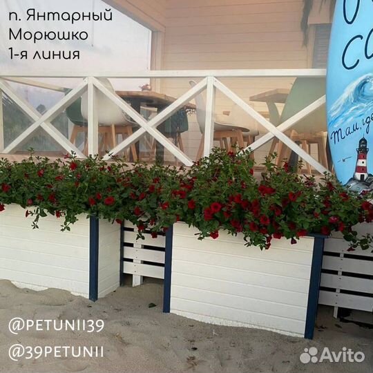 Гигантские петунии