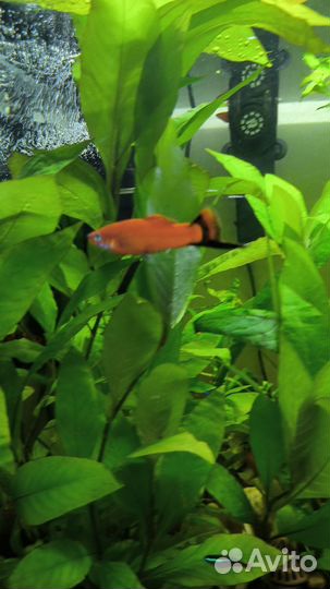 Рыба, грунт