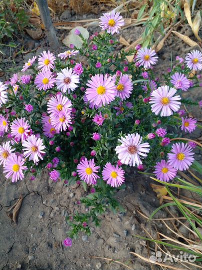 Сентябринки