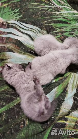 Котята отдам в добрые руки бесплатно