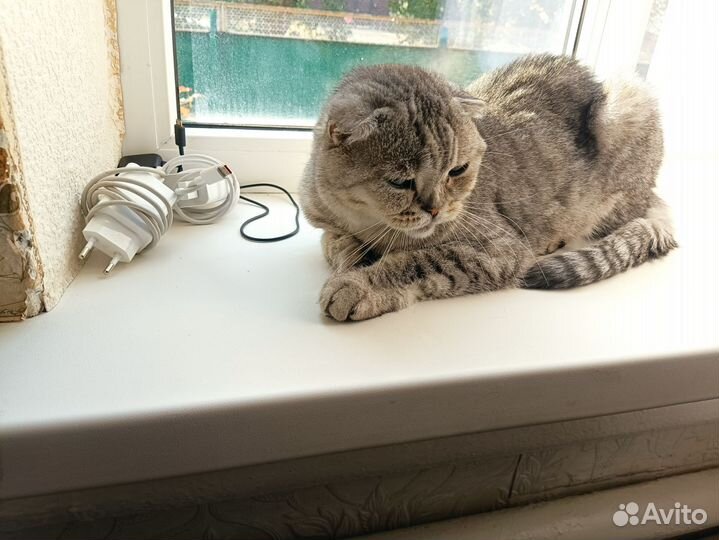 Шотландская кошка