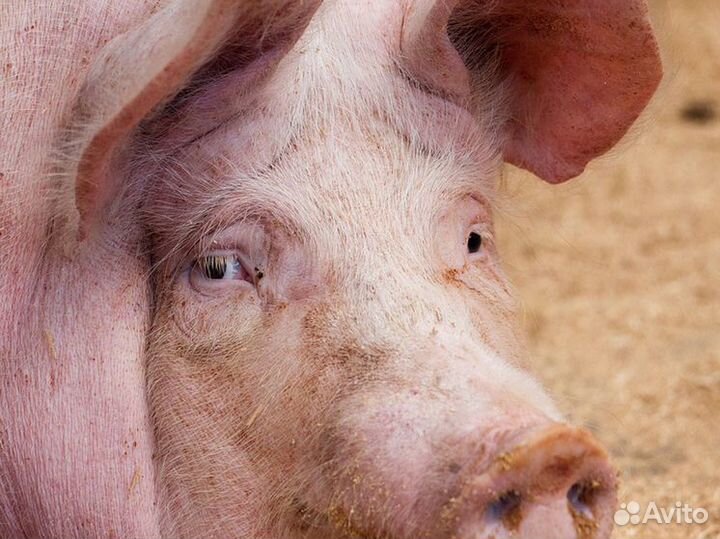 Свинина домашняя