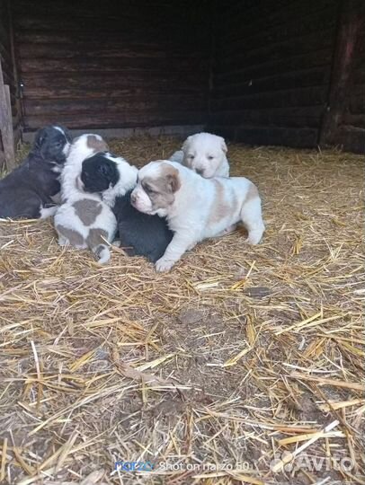 Продам щенка алабай