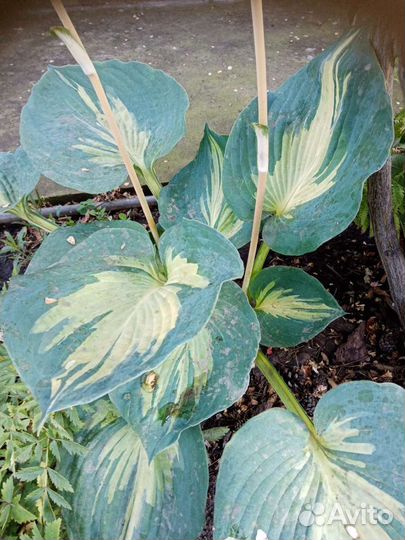 Хосты, папоротник