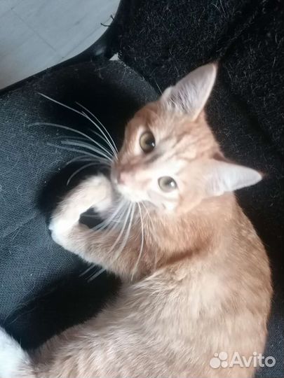 Кошка