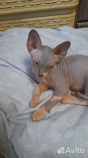 Канадский сфинкс