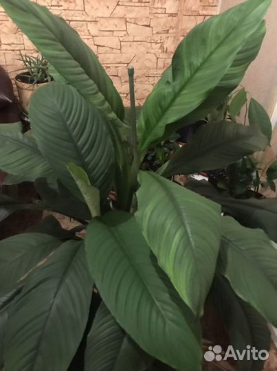 Спатифиллум