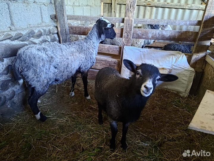 Овцы бараны ягнята
