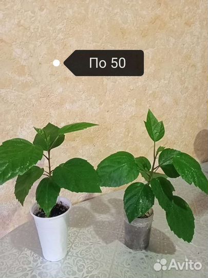Комнатные цветы