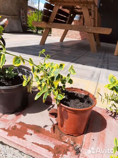 Бересклет форчуна