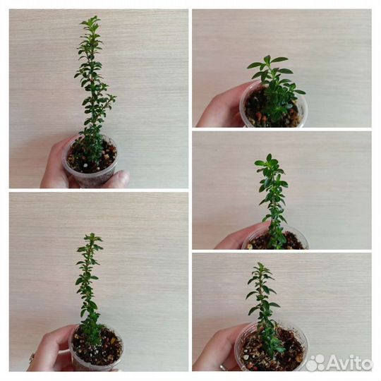 Серисса Фудзии и Тысяча звёзд и др