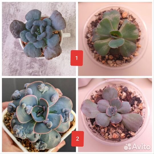 Суккуленты / Редкие суккуленты