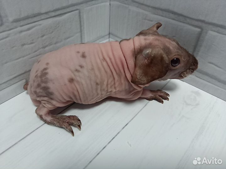 Морские свинки скинни разные