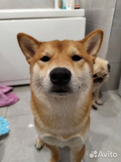 Сиба ину вязка