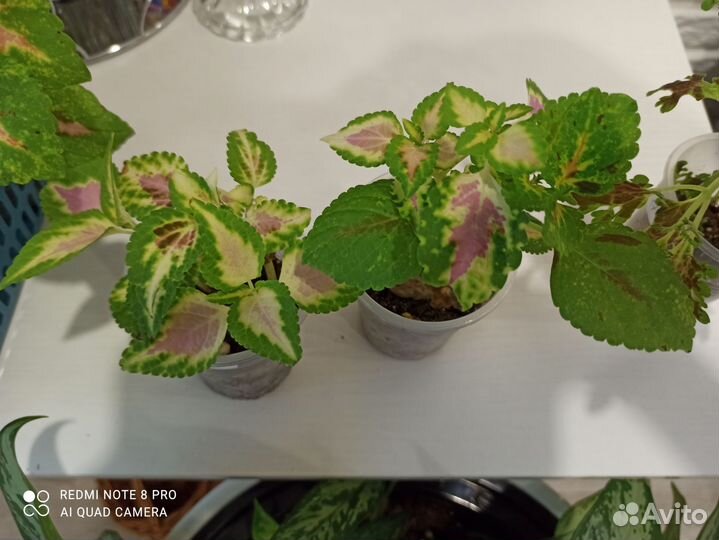 Бегония декоративная, Каланхоэ жёлтый, колеус