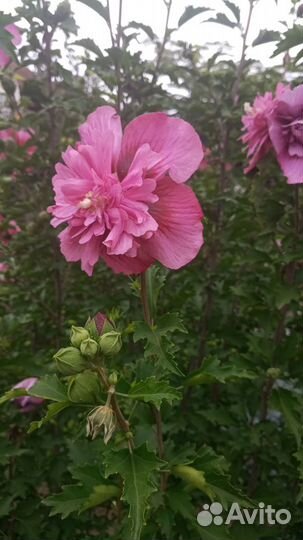 Гибискус сирийский 'Маджента Шифон'
