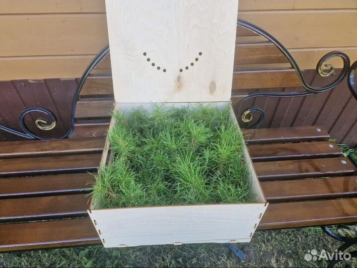 Саженцы ели зкс в розницу