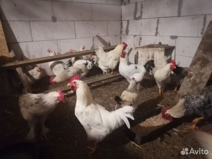 Молодые петухи