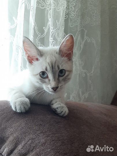 Котёнок
