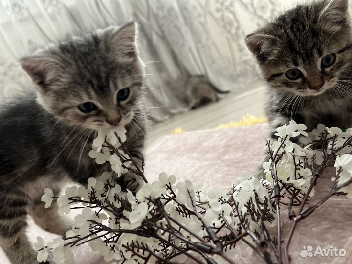 Котята в добрые руки даром бесплатно