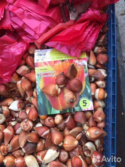 Луковицы сортовых тюльпанов