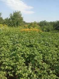 Участок 6 сот. (СНТ, ДНП)