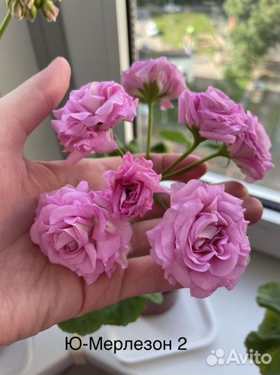 Пеларгонии Царская невеста, lovely Wera и др