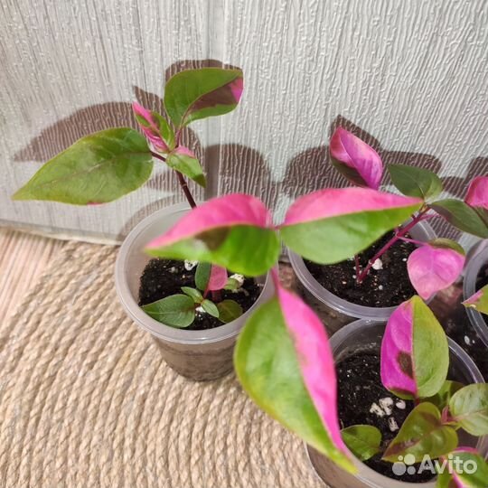 Альтернатера Пати тайм