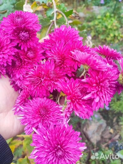 Хризантема