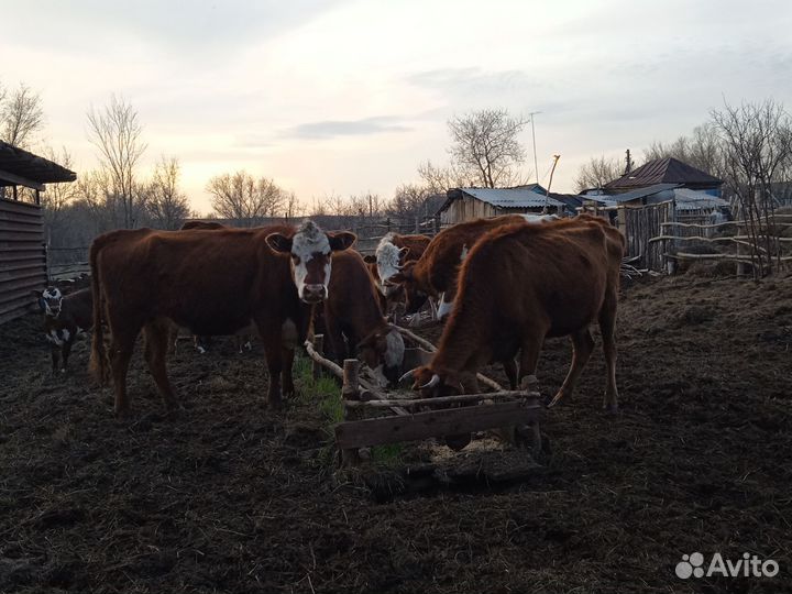 4 коровы, 2 телки, и одна телка стельная