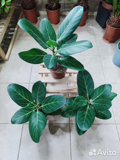 Фикус бенгальский Одри