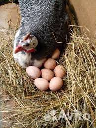 Цесариные яйца