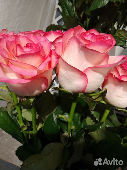 Живые цветы букеты