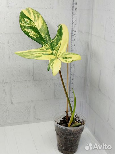 Филодендрон Magic Mask