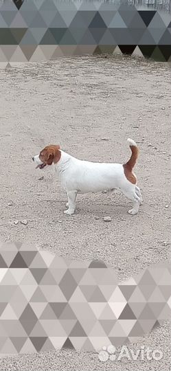 Питомник дрт