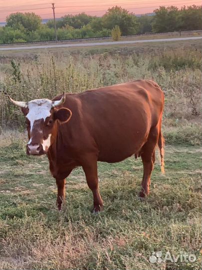 Коровы и нетели