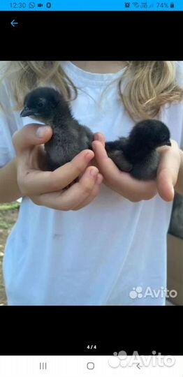 Инкубационное яйцо ухейилюй. Цыплята