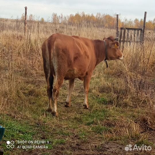 Нетель джерси