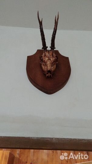 Рога косули,ручная работа
