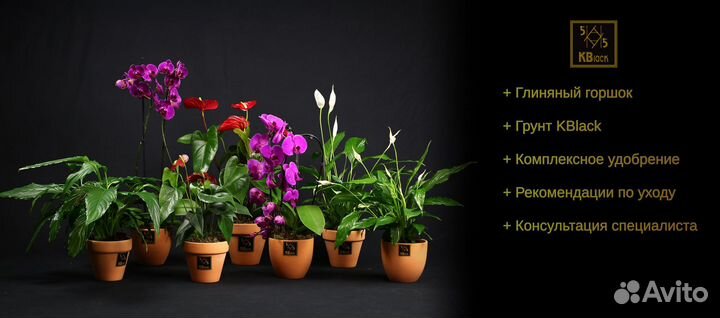 Комнатные растения